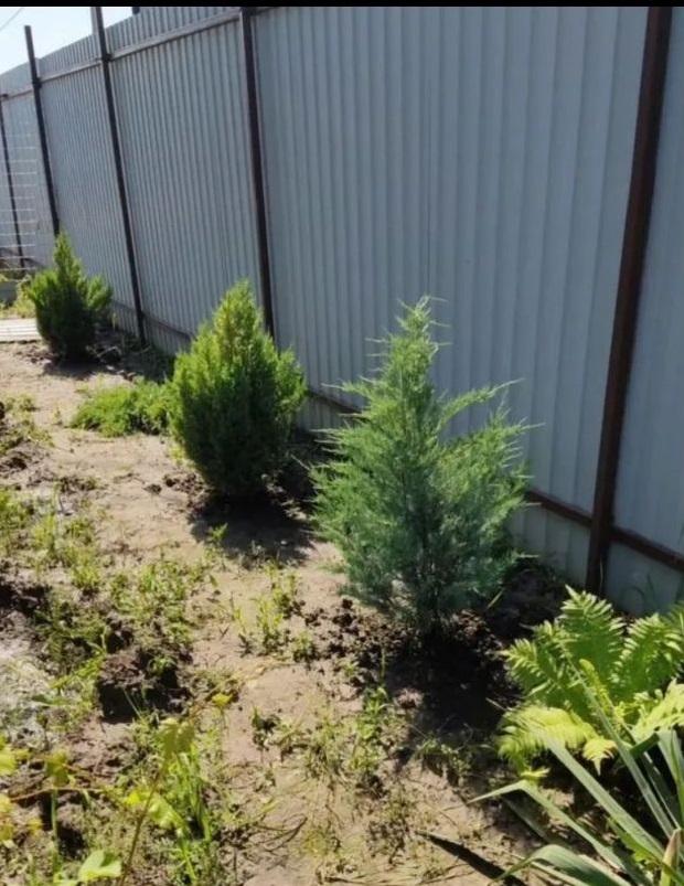 Продам дачу в Багаевском районе