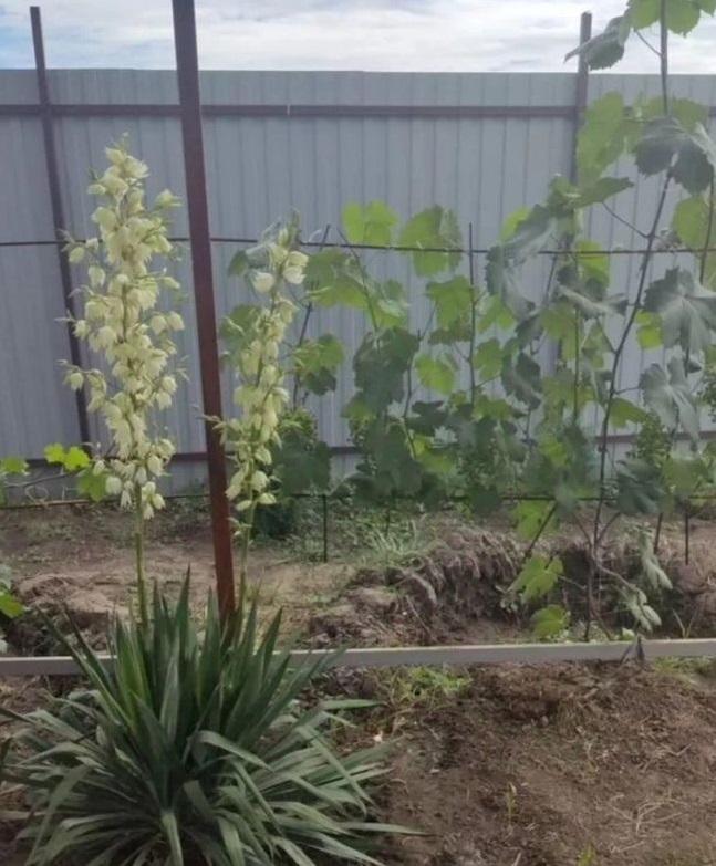 Продам дачу в Багаевском районе