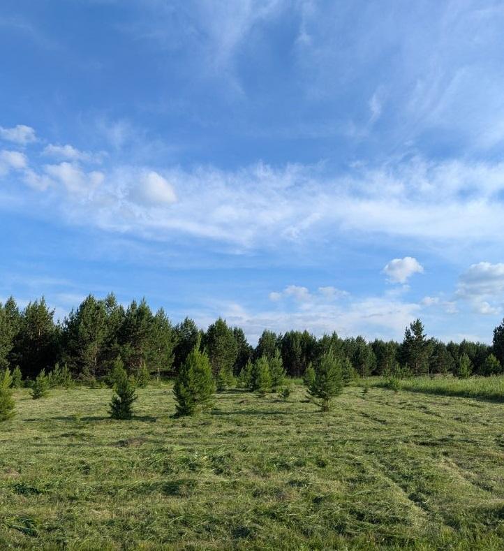 Продам участок в Емельяновском районе