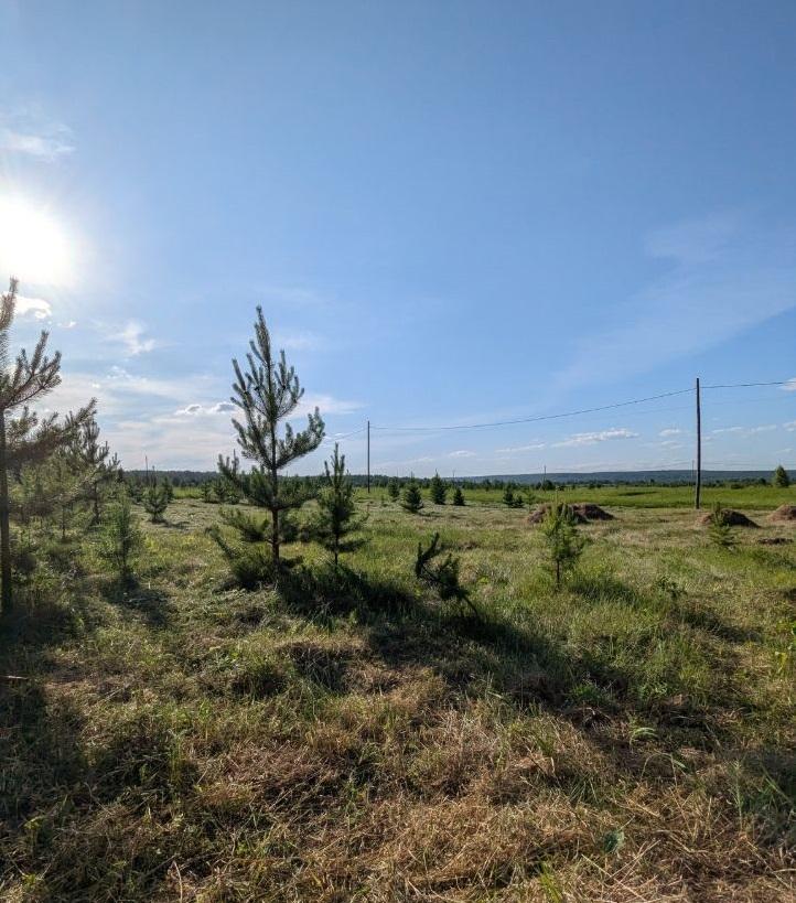 Продам участок в Емельяновском районе