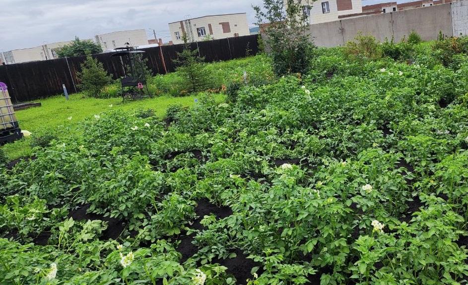 Продам дачу в Емельяновском районе