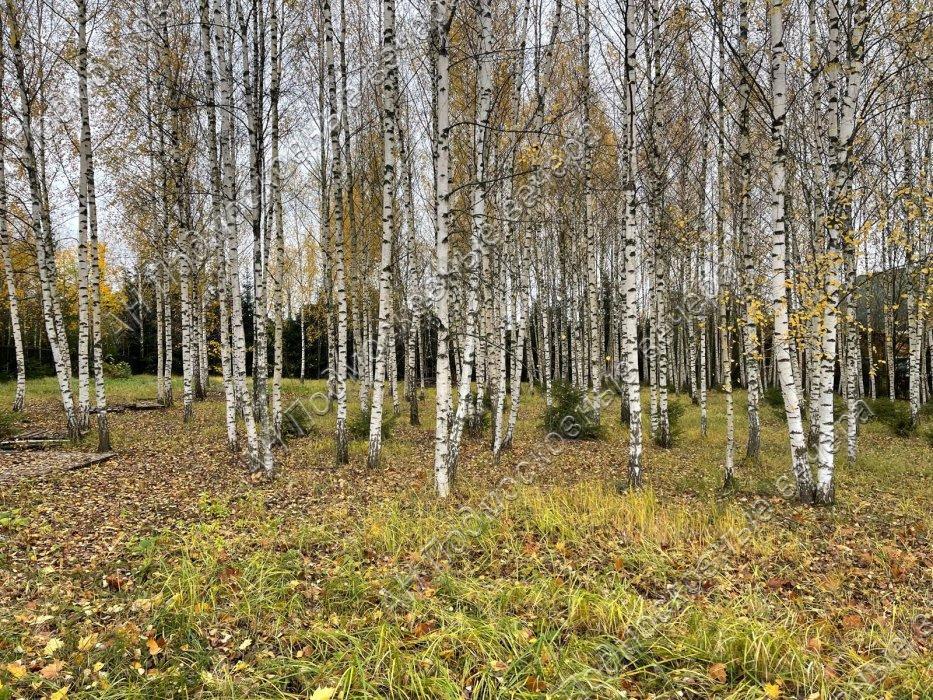 Продам участок в Истринском районе в Лисавино