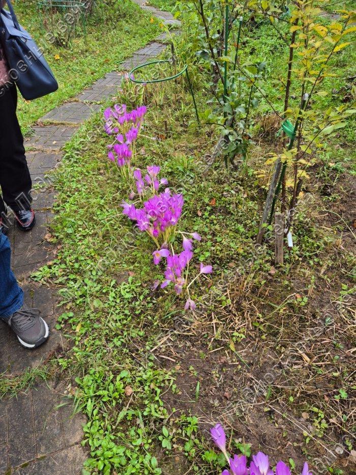 Продам дачу в Васильевское