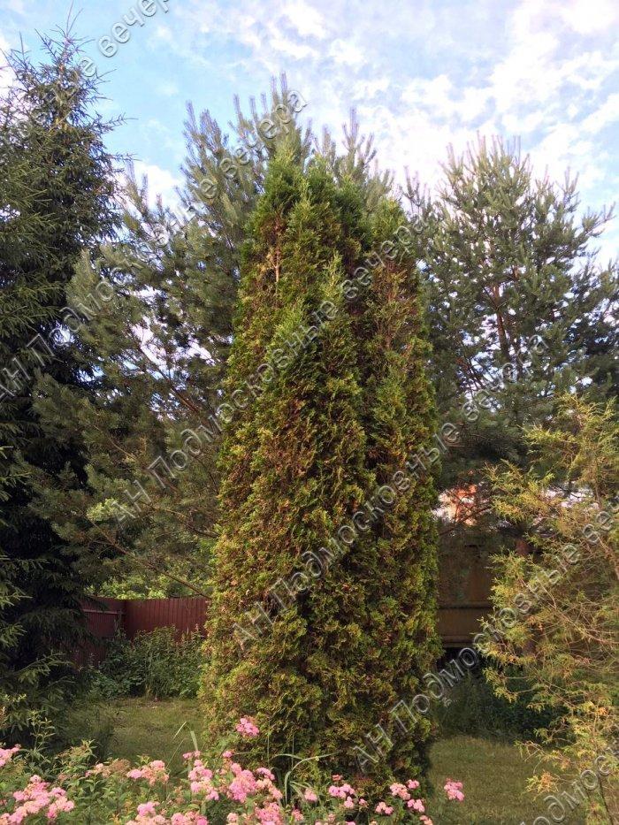 Продам дачу в Сафонтьево