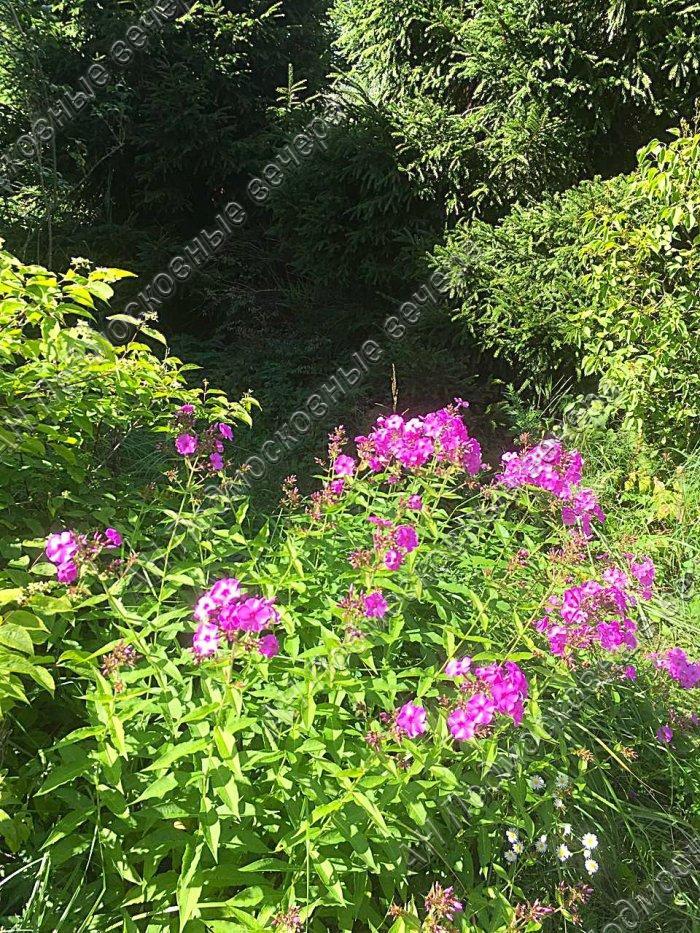 Продам дачу в Сафонтьево